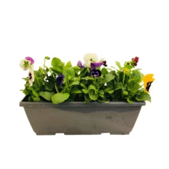 Pensée : Jardinière Colorée 40 Cm - Coloris Variables 9 Pensée : Jardinière Colorée 40 Cm - Coloris Variables -Promos Jardesia Magasin 431665 005