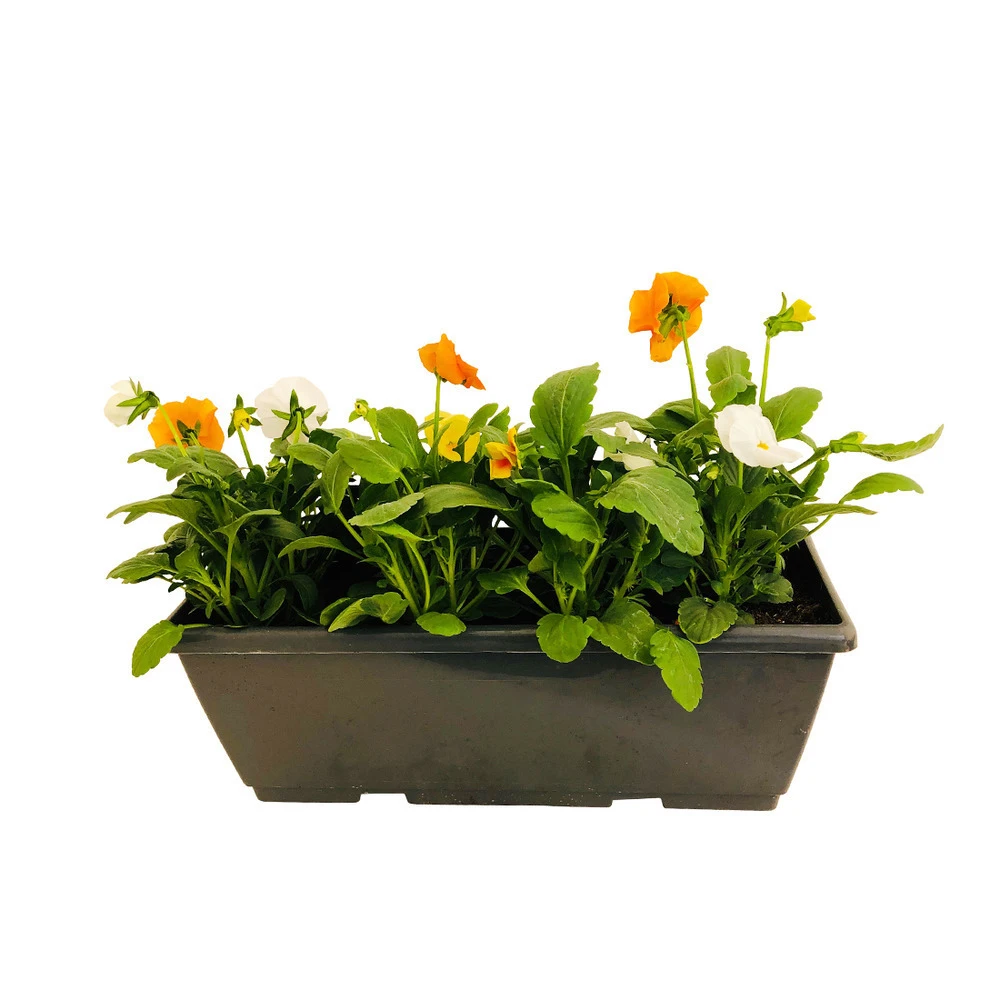 Pensée : Jardinière Colorée 40 Cm - Coloris Variables 5 Pensée : Jardinière Colorée 40 Cm - Coloris Variables – Image 5