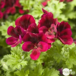 Géranium 'Calliope Dark Red' : Pot 4,5 Litres 5 Géranium 'Calliope Dark Red' : Pot 4,5 Litres -Promos Jardesia Magasin 435476 002