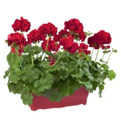 Geranium Interspécifique:jardinière 50 Cm - Coloris Variables 7 Geranium Interspécifique:jardinière 50 Cm - Coloris Variables -Promos Jardesia Magasin 435586 006