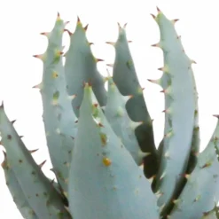 Gasteria, Haworthia Et Leurs Caches-pots, Box De 5 Plantes - H11cm, ø6,5cm - Plantes D'intérieur 8 Gasteria, Haworthia Et Leurs Caches-pots, Box De 5 Plantes - H11cm, ø6,5cm - Plantes D'intérieur -Promos Jardesia Magasin 442d1c683b3d163f