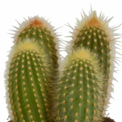 Cactus, Box De 3 Plantes - H15cm, ø10,5cm - Plantes D'intérieur 8 Cactus, Box De 3 Plantes - H15cm, ø10,5cm - Plantes D'intérieur -Promos Jardesia Magasin 446043fb59ca02cc