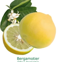 Bergamotier Bio Tailles:pot De 3 Litres, Hauteur 30/40 Cm