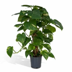 Epipremnum Aureum Et Son Tuteur - H60cm, ø15cm - Plante D'intérieur Tombante