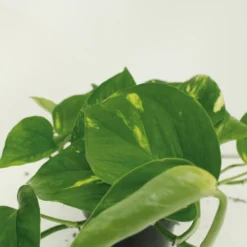 Epipremnum Aureum Scindapsus X2 - H25cm, ø15cm - Plante D'intérieur -Promos Jardesia Magasin 461f129a2cd4c0d8