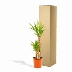 Yucca Xl - H100cm, ø21cm - Très Grande Plante D'intérieur 9 Yucca Xl - H100cm, ø21cm - Très Grande Plante D'intérieur -Promos Jardesia Magasin 46e1c980588c9da6