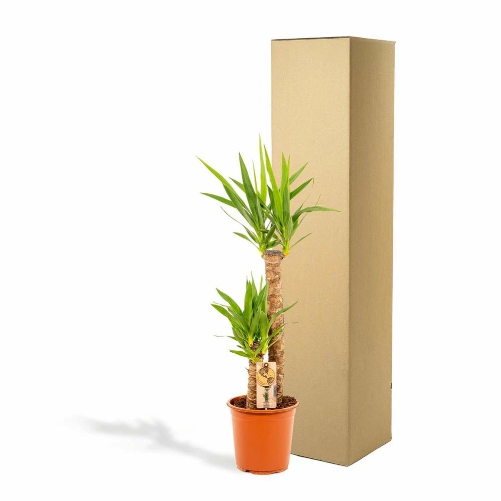 Yucca Xl - H100cm, ø21cm - Très Grande Plante D'intérieur 5 Yucca Xl - H100cm, ø21cm - Très Grande Plante D'intérieur – Image 5