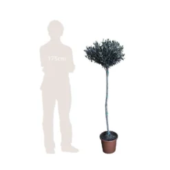 Olivier, Olea Europaea, Sur Tige H120/140cm : Pot D24cm -Promos Jardesia Magasin 471424 002