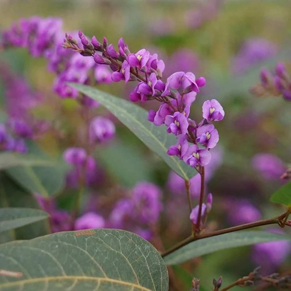 Hardenbergia Violacea - Hardenbergia Violacea 3l 2 Hardenbergia Violacea - Hardenbergia Violacea 3l – Image 2