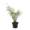 Bambou Non-traçant Fargesia Angustissima 60/80 Cm: Pot De 5 Litres