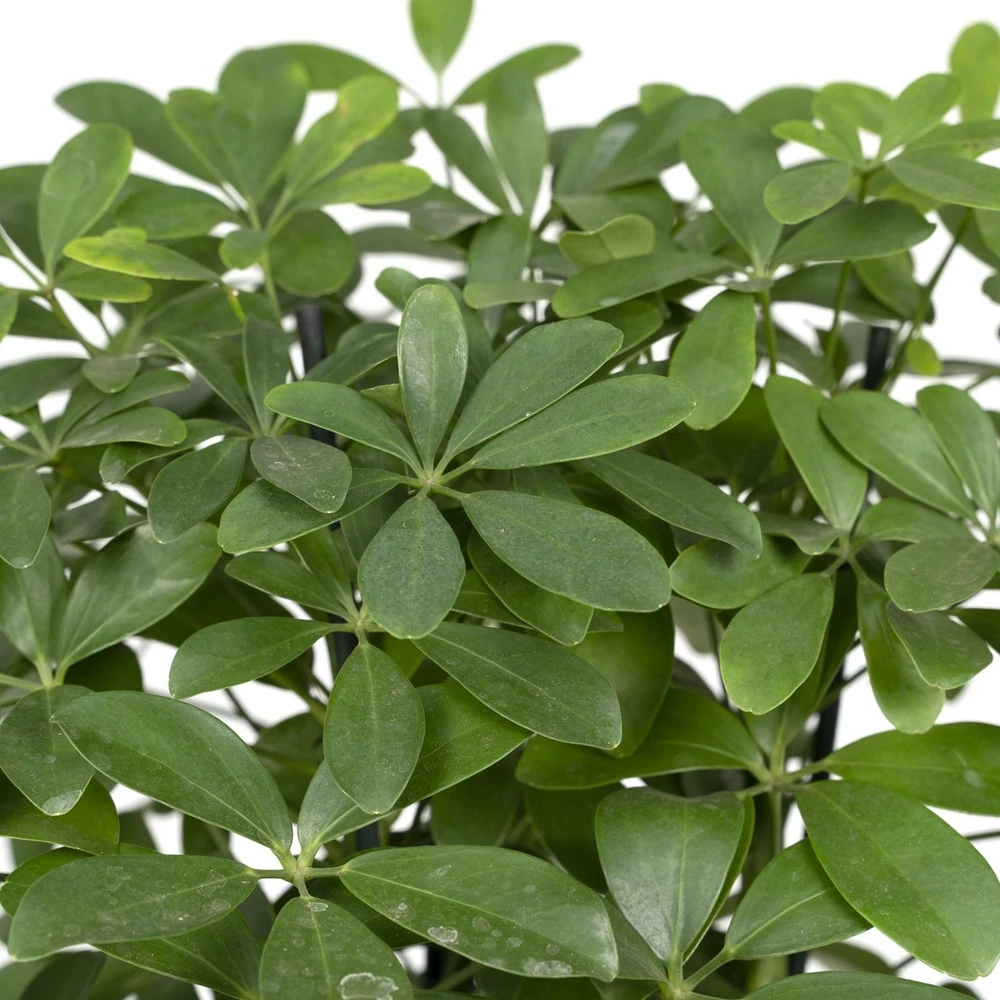 Schefflera Nora - H50cm, ø21cm - Plante D'intérieur 3 Schefflera Nora - H50cm, ø21cm - Plante D'intérieur – Image 3