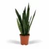 Sansevieria Zeylanica - H65cm, ø17cm - Plante D'intérieur Sans Entretien