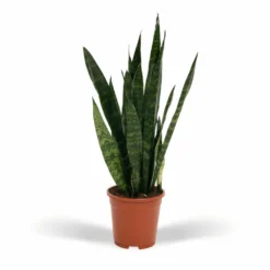 Sansevieria Zeylanica - H65cm, ø17cm - Plante D'intérieur Sans Entretien
