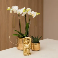Orchidée Blanche Phalaenopsis - H35cm, ø9cm - Plante D'intérieur Fleurie -Promos Jardesia Magasin 4892206fb17ef8dd