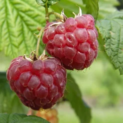 Framboisier 'Glen Ample' Bio : Pot De 3 Litres -Promos Jardesia Magasin 492120 001