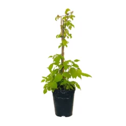 Framboisier 'Glen Ample' Bio : Pot De 3 Litres -Promos Jardesia Magasin 492120 004