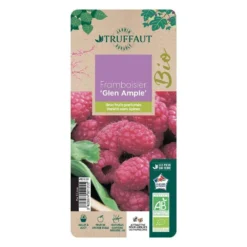 Framboisier 'Glen Ample' Bio : Pot De 3 Litres -Promos Jardesia Magasin 492120 006