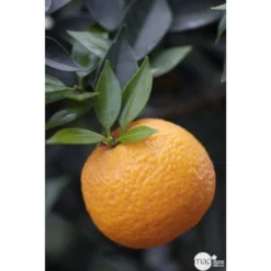 Bergamotier:AB Conteneur 3 Litres -Promos Jardesia Magasin 493514 001