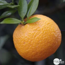 Bergamotier:AB Conteneur 3 Litres -Promos Jardesia Magasin 493514 002