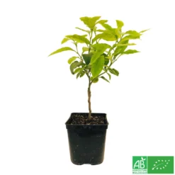 Bergamotier:AB Conteneur 3 Litres -Promos Jardesia Magasin 493514 006