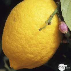 Citronnier 4 Saisons:AB Conteneur 3 Litres 8 Citronnier 4 Saisons:AB Conteneur 3 Litres -Promos Jardesia Magasin 493516 001