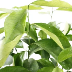 Citronnier 4 Saisons:AB Conteneur 3 Litres 10 Citronnier 4 Saisons:AB Conteneur 3 Litres -Promos Jardesia Magasin 493516 003