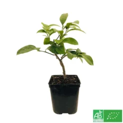 Citronnier Meyer:AB Conteneur 3 Litres 7 Citronnier Meyer:AB Conteneur 3 Litres -Promos Jardesia Magasin 493531 005