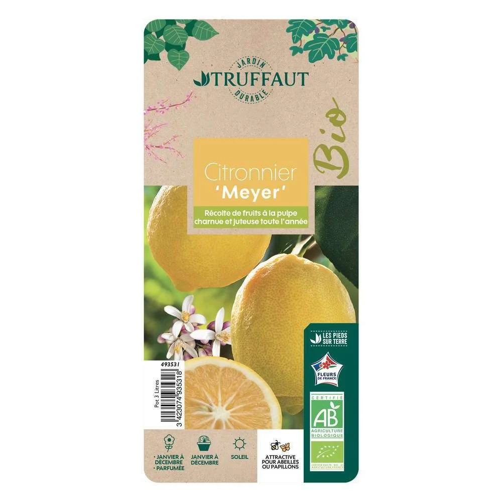 Citronnier Meyer:AB Conteneur 3 Litres 1 Citronnier Meyer:AB Conteneur 3 Litres