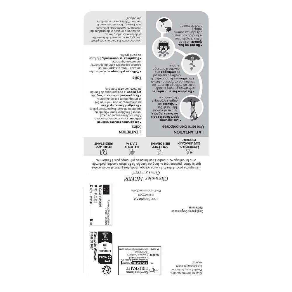 Citronnier Meyer:AB Conteneur 3 Litres 2 Citronnier Meyer:AB Conteneur 3 Litres – Image 2