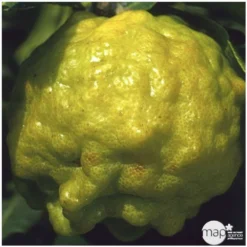 Combava AB :conteneur 3 Litres -Promos Jardesia Magasin 493533 004