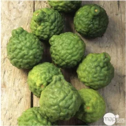 Combava AB :conteneur 3 Litres -Promos Jardesia Magasin 493533 005