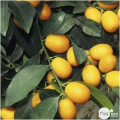 Kumquat : Ctr 3 Litres, Agriculture Biologique -Promos Jardesia Magasin 493534 001