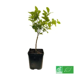 Limettier ' Mexicaine':AB Conteneur 3 Litres 5 Limettier ' Mexicaine':AB Conteneur 3 Litres -Promos Jardesia Magasin 493535 003