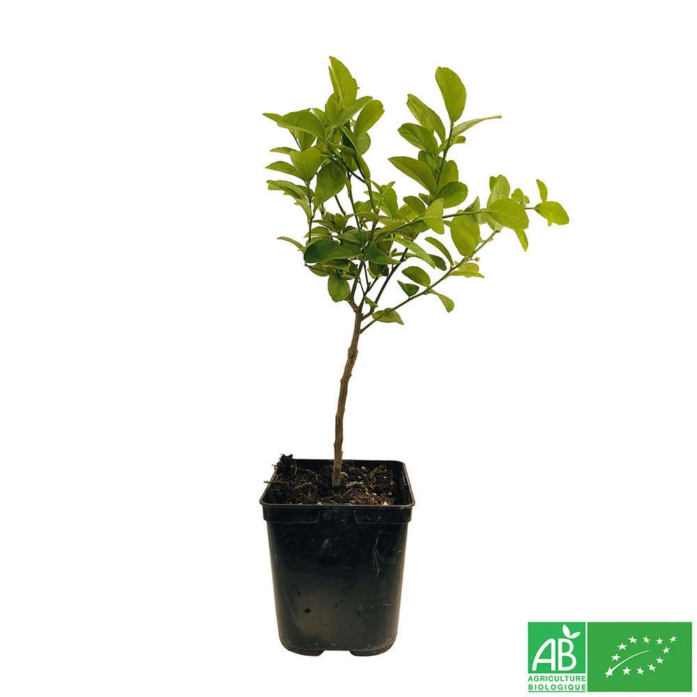 Limettier ' Mexicaine':AB Conteneur 3 Litres 3 Limettier ' Mexicaine':AB Conteneur 3 Litres – Image 3