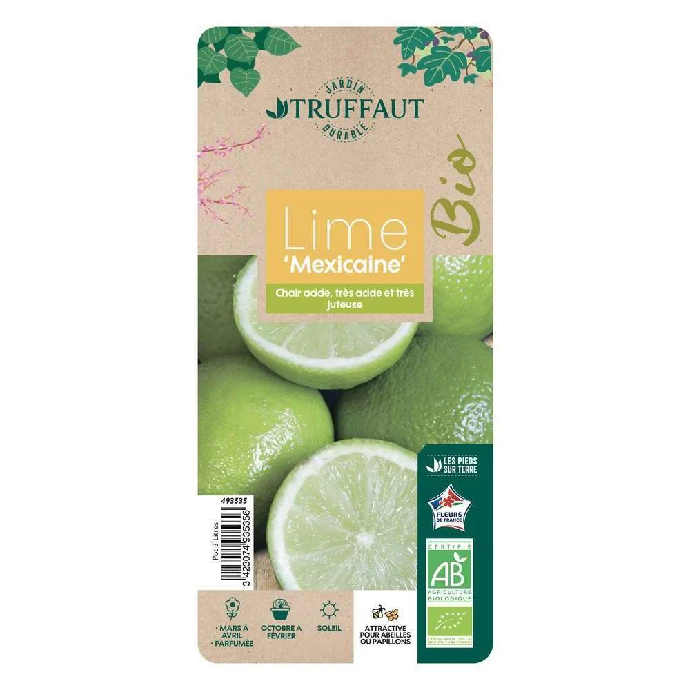 Limettier ' Mexicaine':AB Conteneur 3 Litres 1 Limettier ' Mexicaine':AB Conteneur 3 Litres