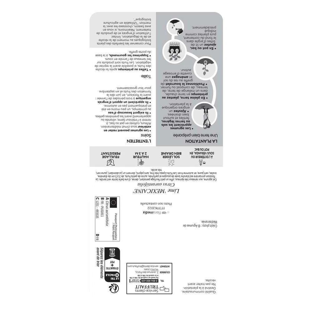 Limettier ' Mexicaine':AB Conteneur 3 Litres 2 Limettier ' Mexicaine':AB Conteneur 3 Litres – Image 2