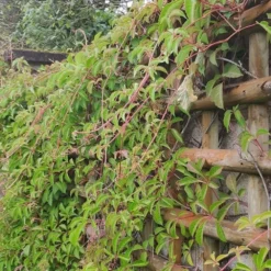Vigne Vierge Henryana - Parthenocissus Henryana 3l -Promos Jardesia Magasin 4973df6b15814da6