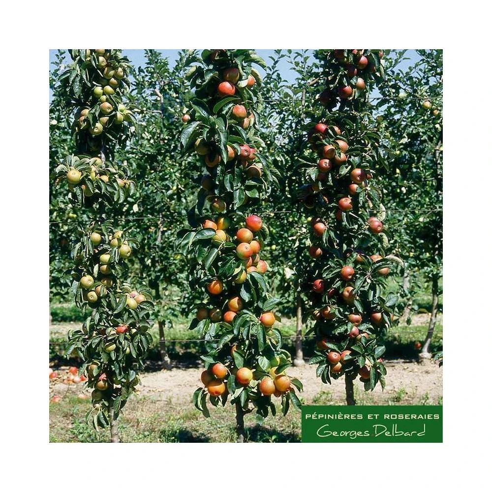 Pommier Colonnaire 'Chenonceau'®: Conteneur 12 Litres 1 Pommier Colonnaire 'Chenonceau'®: Conteneur 12 Litres