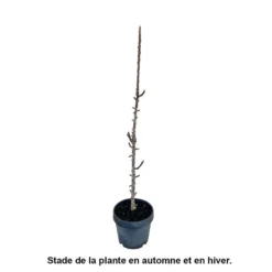 Pommier Colonnaire 'Chenonceau'®: Conteneur 12 Litres 5 Pommier Colonnaire 'Chenonceau'®: Conteneur 12 Litres -Promos Jardesia Magasin 498583 002