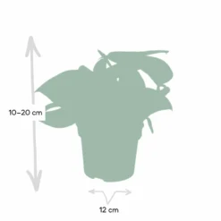 Pothos Scindapsus Pictus Epipremnum - H15cm, ø12cm - Plante D'intérieur Tombante 8 Pothos Scindapsus Pictus Epipremnum - H15cm, ø12cm - Plante D'intérieur Tombante -Promos Jardesia Magasin 4ac80b88f941ba75