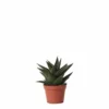 Haworthia Limifolia - ø6cm - H11cm, ø6cm - Plante D'intérieur