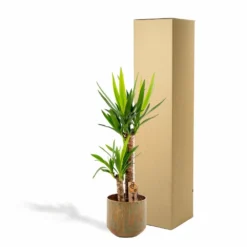 Yucca Et Son Cache-pot Doré - H100cm, ø21cm - Très Grande Plante D'intérieur -Promos Jardesia Magasin 4b19ad780e0eda90