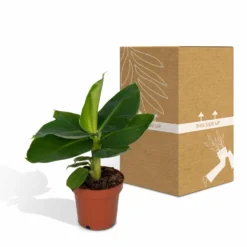 Bananier Nain Oriental - H25cm, ø12cm - Plante D'intérieur -Promos Jardesia Magasin 4b1c59a7f8fc3abd