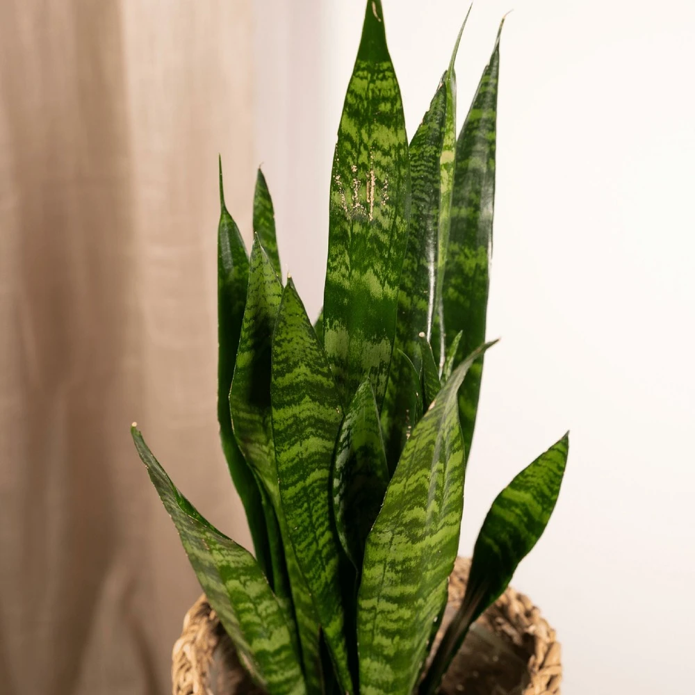 Sansevieria Zeylanica - H55cm, ø14cm - Plante D'intérieur Sans Entretien 3 Sansevieria Zeylanica - H55cm, ø14cm - Plante D'intérieur Sans Entretien – Image 3