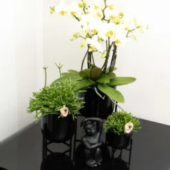 Rhipsalis Baccifera - H10cm, ø6cm - Plante D'intérieur 8 Rhipsalis Baccifera - H10cm, ø6cm - Plante D'intérieur -Promos Jardesia Magasin 4b83bd2ab48d9579