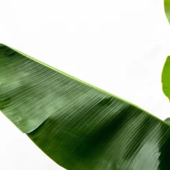 Bananier Xxl - H150cm, ø30cm - Très Grande Plante D'intérieur -Promos Jardesia Magasin 4c711f11cbd0bdab