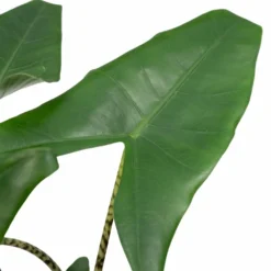 Alocasia Zebrina - H75cm, ø19cm - Grande Plante D'intérieur 7 Alocasia Zebrina - H75cm, ø19cm - Grande Plante D'intérieur -Promos Jardesia Magasin 4d92f21551794d46