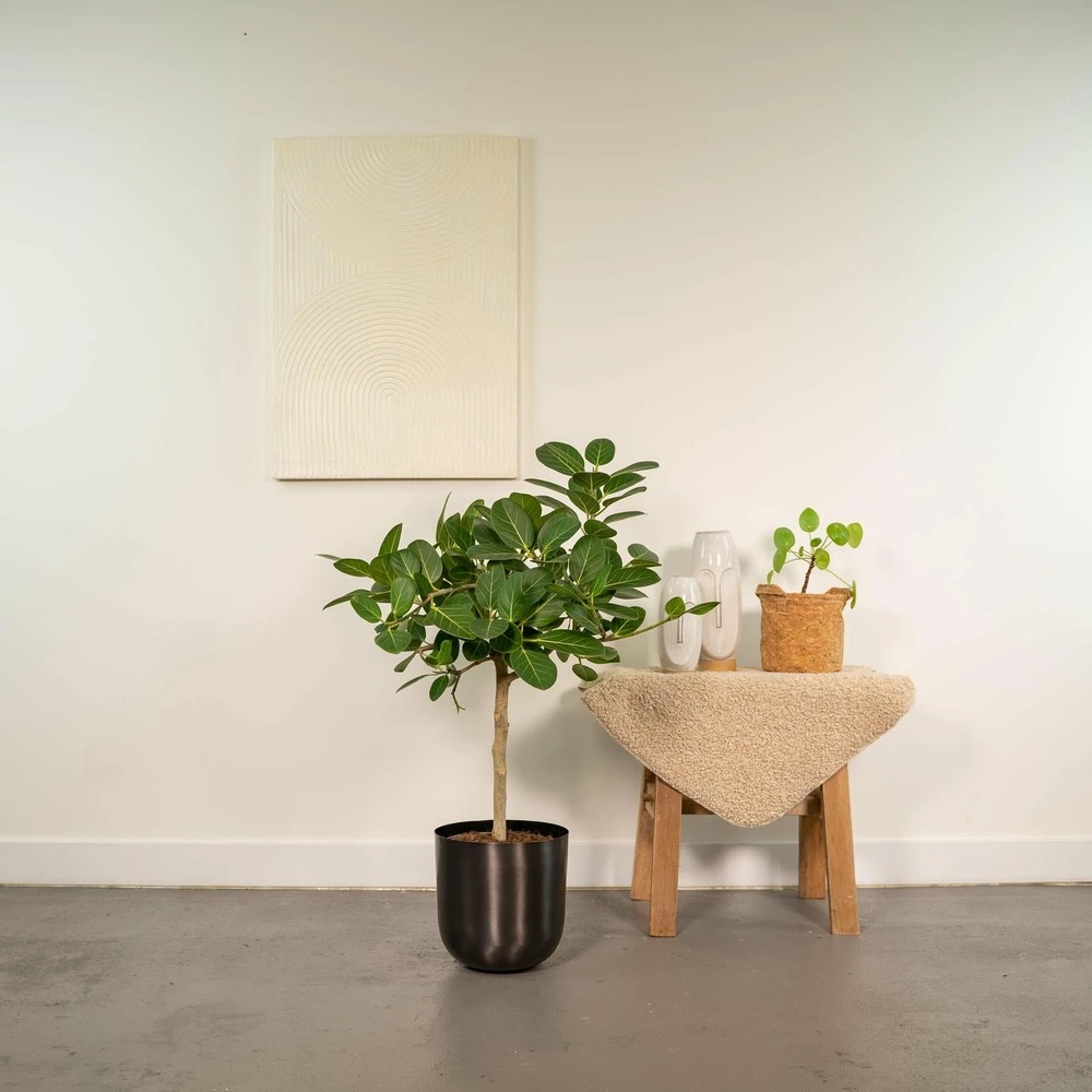 Ficus Benghalensis Et Son Cache-pot Noir - H90cm, ø21cm - Grande Plante D'intérieur 2 Ficus Benghalensis Et Son Cache-pot Noir - H90cm, ø21cm - Grande Plante D'intérieur – Image 2
