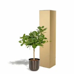 Ficus Benghalensis Et Son Cache-pot Noir - H90cm, ø21cm - Grande Plante D'intérieur 9 Ficus Benghalensis Et Son Cache-pot Noir - H90cm, ø21cm - Grande Plante D'intérieur -Promos Jardesia Magasin 4eb4833498f77221