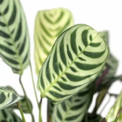 Ctenanthe Lovable - H25cm, ø14cm - Plante D'intérieur 7 Ctenanthe Lovable - H25cm, ø14cm - Plante D'intérieur -Promos Jardesia Magasin 4f88a7735de71a06